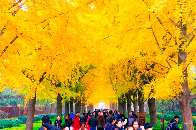  【北京秋季爸妈六天游】北京天安门广场、毛主席纪念堂、故宫、颐和园、香山公园，钓鱼台赏银杏双飞六天游
